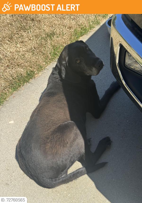 Found/Stray Male Dog last seen Trails Edge Ct, Greenville County, SC 29617