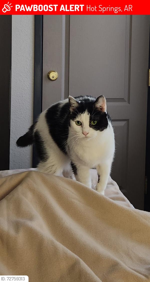 Lost Female Cat last seen Hot Springs National Park KOA Holiday, Hot Springs, AR 71901