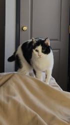 Lost Female Cat last seen Hot Springs National Park KOA Holiday, Hot Springs, AR 71901