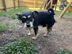 Found/Stray Male Dog last seen Lauren Glen Street NW, Concord, NC 28027