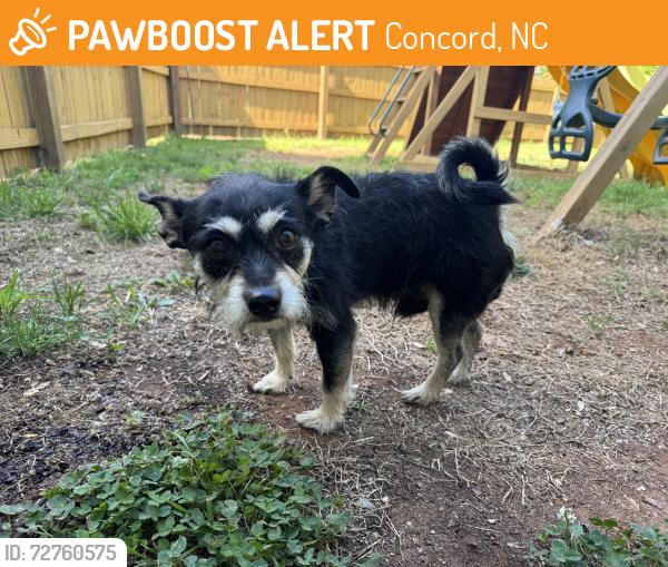 Found/Stray Male Dog last seen Lauren Glen Street NW, Concord, NC 28027