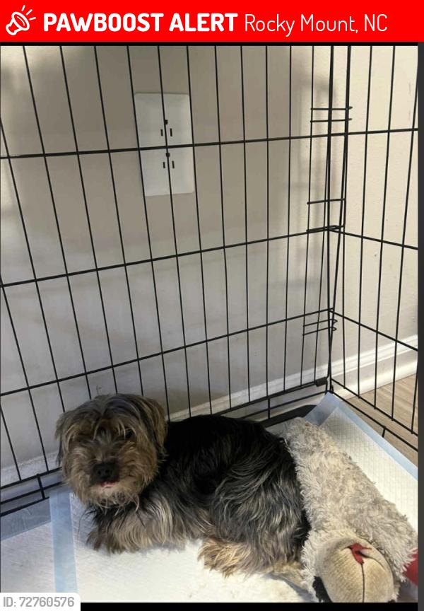 Lost Male Dog last seen Jeffries cove , Rocky Mount, NC 27804