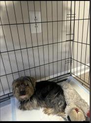 Lost Male Dog last seen Jeffries cove , Rocky Mount, NC 27804