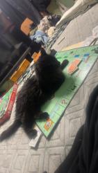 Lost Male Cat last seen Fred and Illinois , Tucson, AZ 85735
