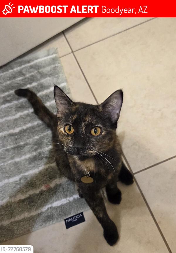 Lost Female Cat last seen West illini st and 185 ln, Goodyear, AZ 85338