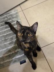 Lost Female Cat last seen West illini st and 185 ln, Goodyear, AZ 85338