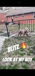 Lost Male Dog last seen Benjamin benson , Greensboro, NC 27406