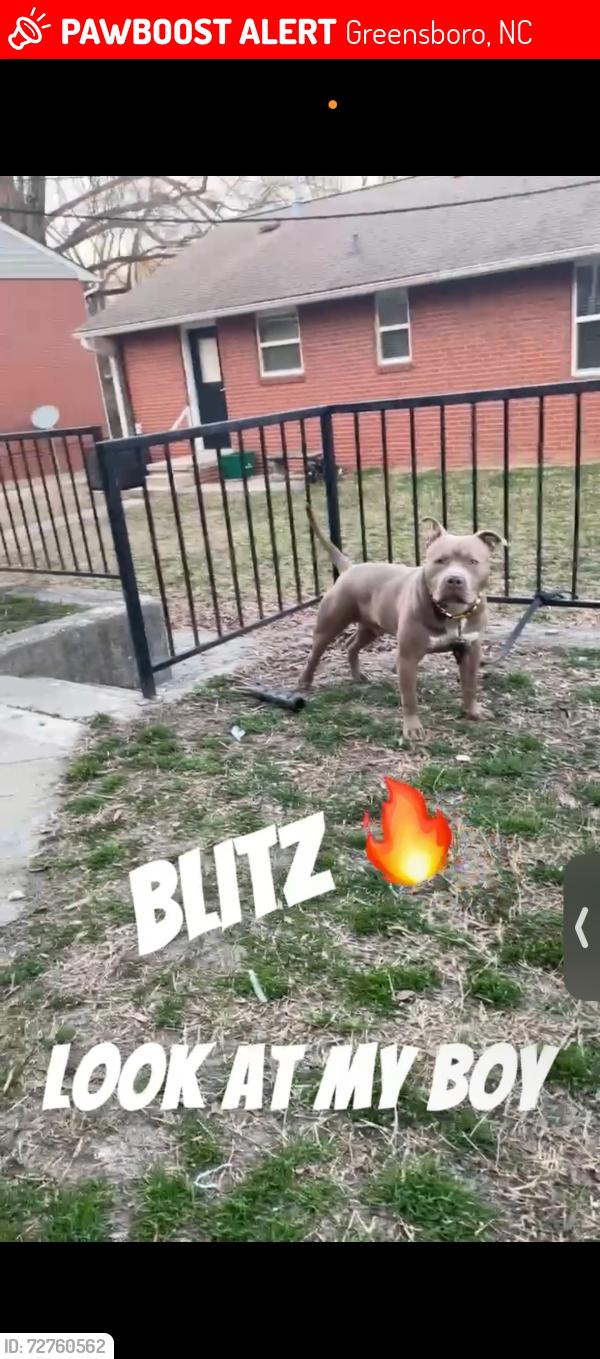 Lost Male Dog last seen Benjamin benson , Greensboro, NC 27406