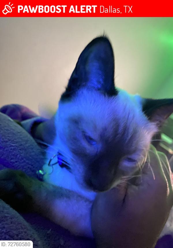 Lost Female Cat last seen Abrams and park lane, Dallas, TX 75231