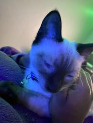 Lost Female Cat last seen Abrams and park lane, Dallas, TX 75231
