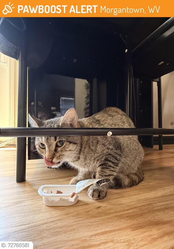 Found/Stray Unknown Cat last seen Beechurst avenue , Morgantown, WV 26505