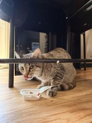 Found/Stray Unknown Cat last seen Beechurst avenue , Morgantown, WV 26505