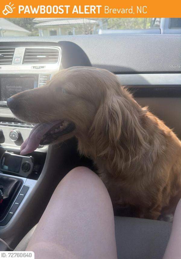 Found/Stray Female Dog last seen was found in mountain area running in the road around the curves , Brevard, NC 28712
