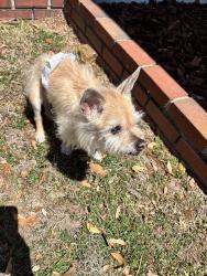 Found/Stray Unknown Dog last seen Near Walgreens 39th, Gainesville, FL 32606
