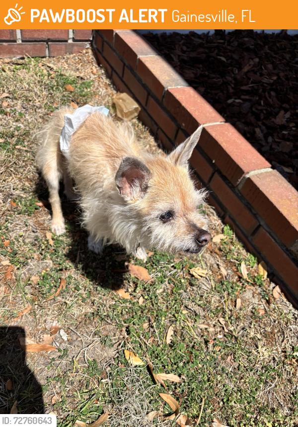 Found/Stray Unknown Dog last seen Near Walgreens 39th, Gainesville, FL 32606