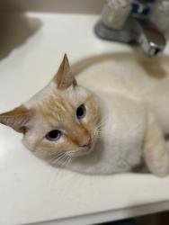 Lost Male Cat last seen Broadway Park, Whittier, CA 90601