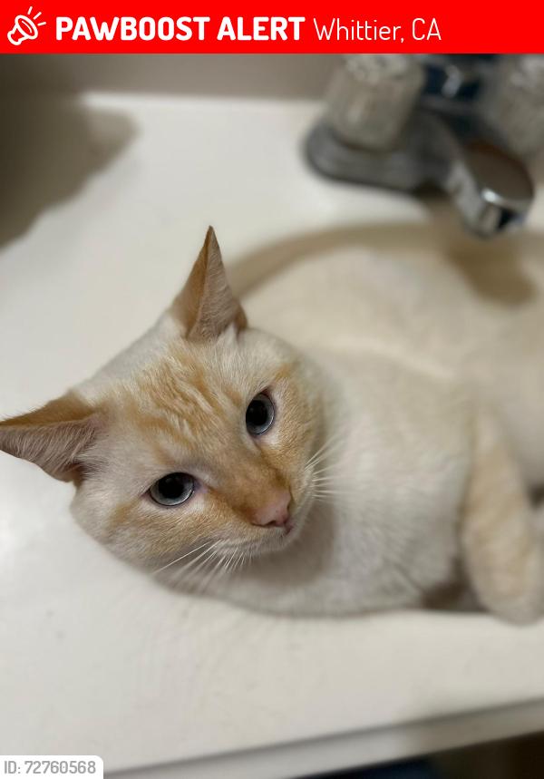 Lost Male Cat last seen Broadway Park, Whittier, CA 90601