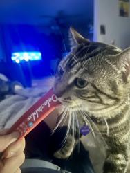 Lost Male Cat last seen Miccosukee, Tallahassee, FL 32308