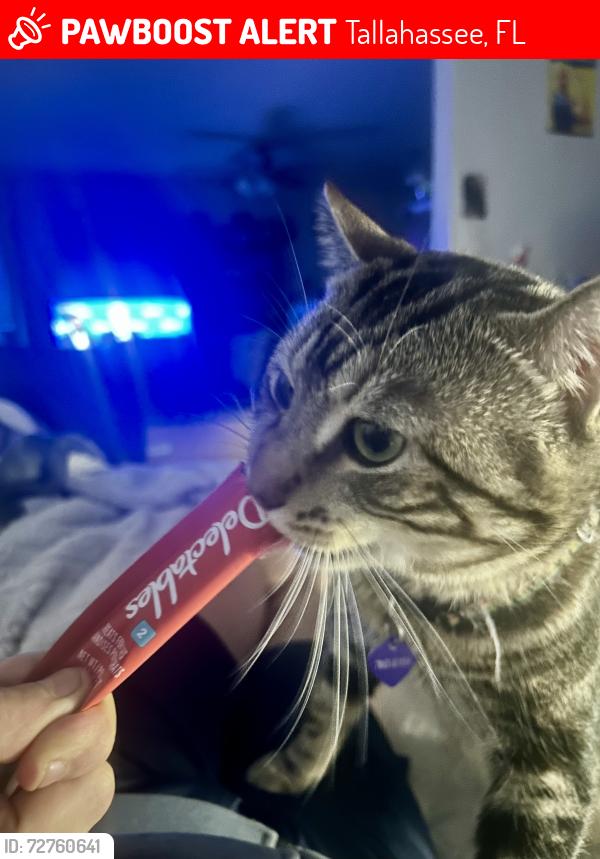 Lost Male Cat last seen Miccosukee, Tallahassee, FL 32308