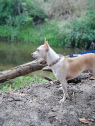 Lost Male Dog last seen Lunar , Ceres, CA 95307