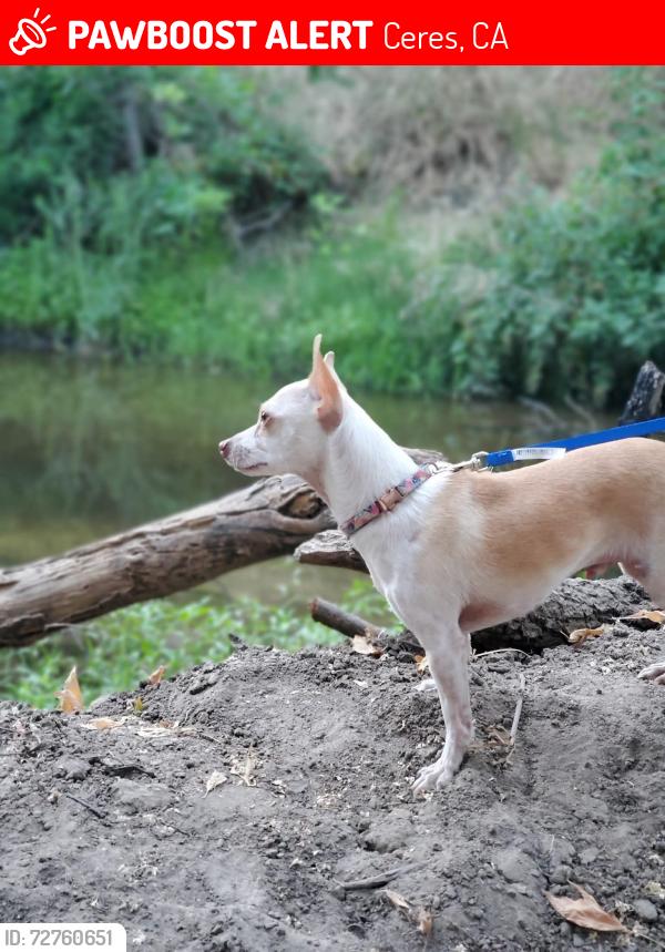 Lost Male Dog last seen Lunar , Ceres, CA 95307