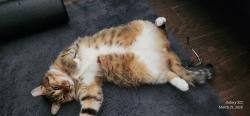 Lost Male Cat last seen US 64 fire hse and Church, Morganton, NC 28655
