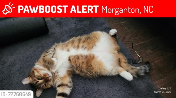 Lost Male Cat last seen US 64 fire hse and Church, Morganton, NC 28655