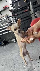 Found/Stray Male Dog last seen In the neighborhood, Tulsa, OK 74128