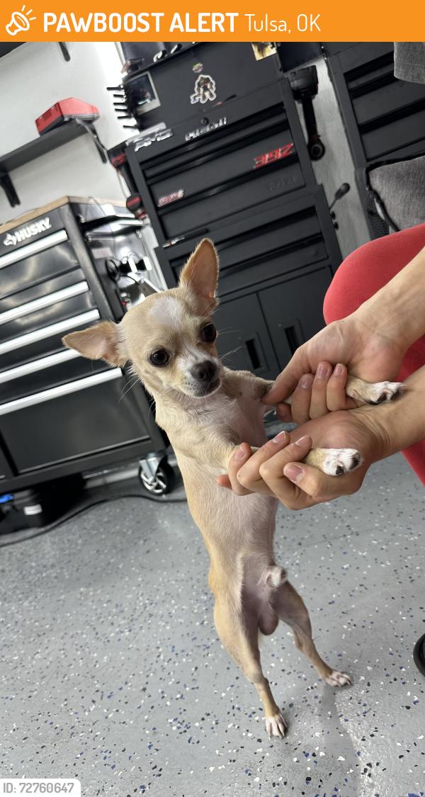 Found/Stray Male Dog last seen In the neighborhood, Tulsa, OK 74128