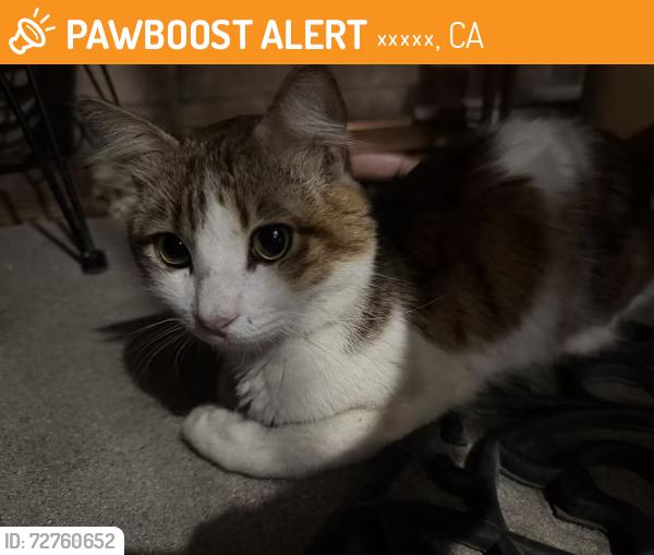 Found/Stray Unknown Cat last seen Near Garfield Medical Center, Monterey Park, 蒙特雷帕克, CA 91755