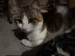 Found/Stray Unknown Cat last seen Near Garfield Medical Center, Monterey Park, 蒙特雷帕克, CA 91755