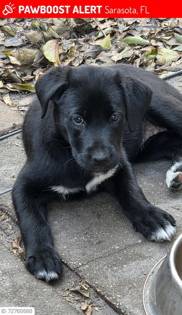 Lost Female Dog last seen Messer and Nelson Ave , Sarasota, FL 34231