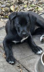 Lost Female Dog last seen Messer and Nelson Ave , Sarasota, FL 34231