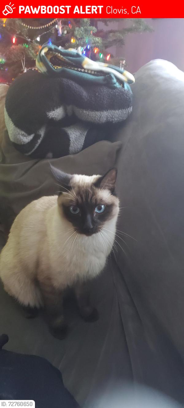 Lost Male Cat last seen N. Peach Avenue  & Shepherd  Avenue , Clovis, CA 93619