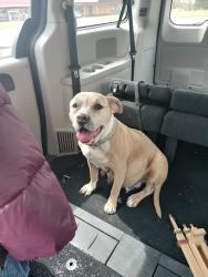 Found/Stray Female Dog last seen 21st , Topeka, KS 66539