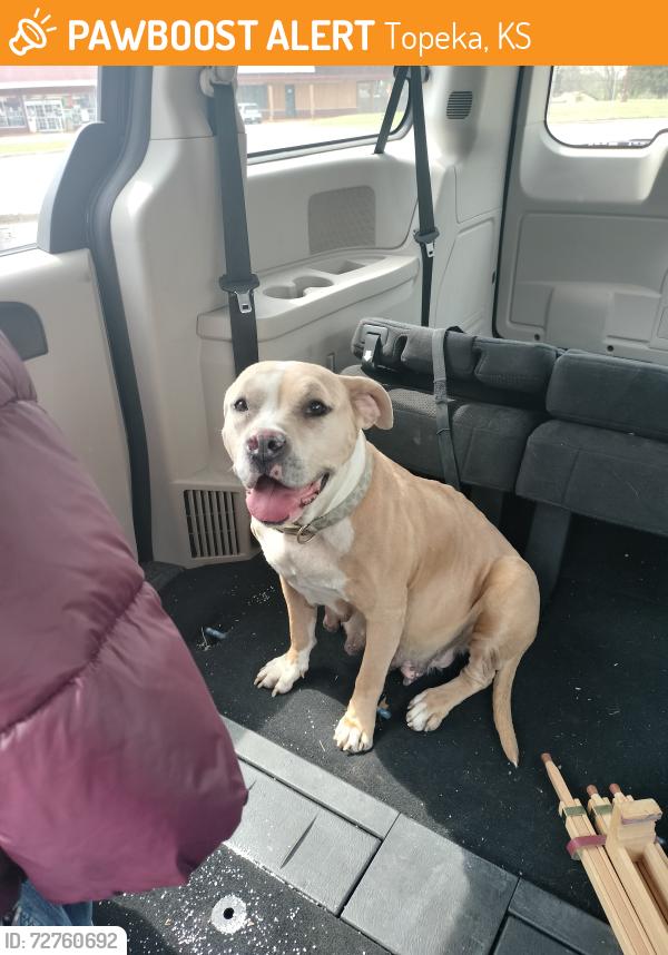 Found/Stray Female Dog last seen 21st , Topeka, KS 66539