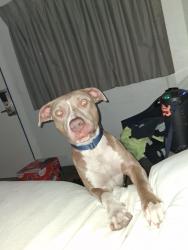 Lost Male Dog last seen Boulder highway and charleston, Las Vegas, NV 89104
