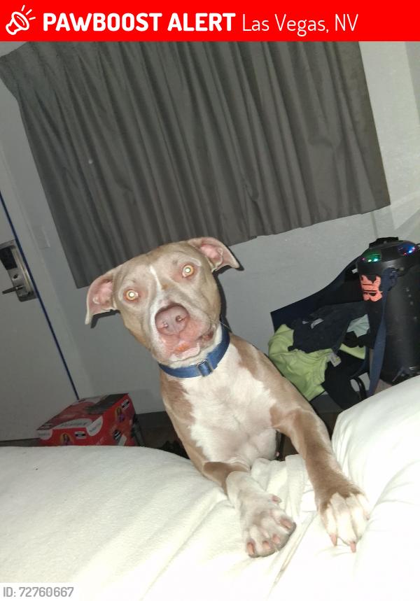 Lost Male Dog last seen Boulder highway and charleston, Las Vegas, NV 89104