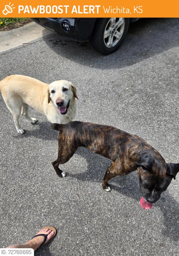 Found/Stray Unknown Dog last seen Cheryl Ct. And cheryl, Wichita, KS 67212