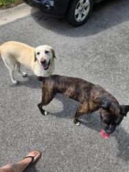 Found/Stray Unknown Dog last seen Cheryl Ct. And cheryl, Wichita, KS 67212