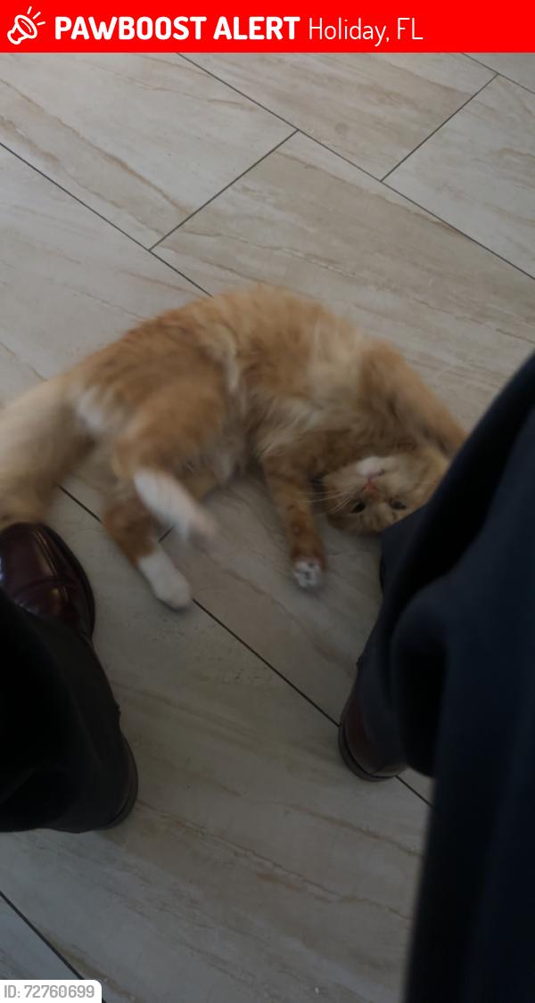Lost Male Cat last seen flora ave, Holiday, FL 34690