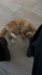 Lost Male Cat last seen flora ave, Holiday, FL 34690