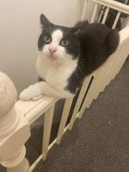 Lost Male Cat last seen Jubilee park, Kensington, England L7 8RZ