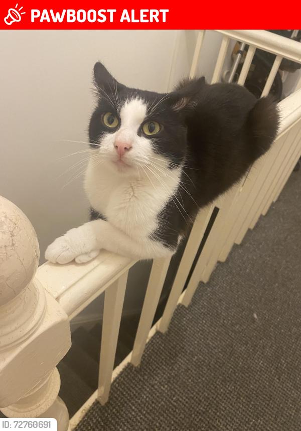 Lost Male Cat last seen Jubilee park, Kensington, England L7 8RZ