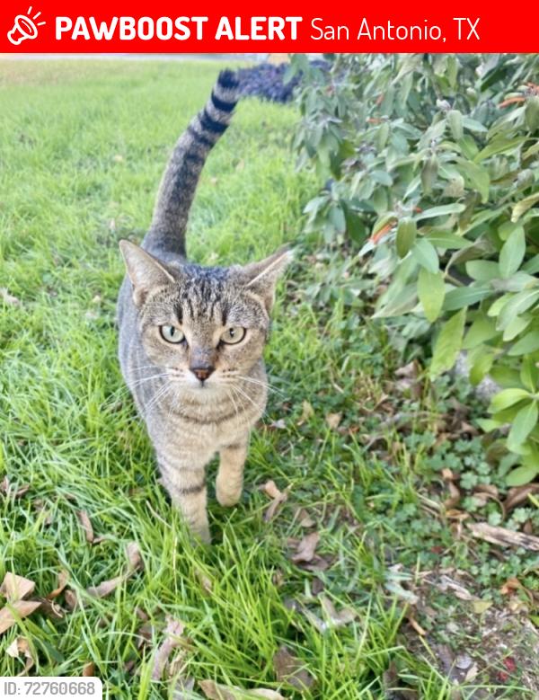 Lost Female Cat last seen Bretton Ridhe & Rock Croft, San Antonio, TX 78217