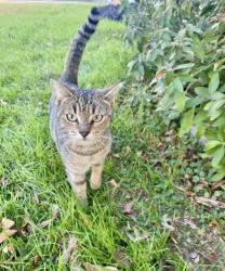 Lost Female Cat last seen Bretton Ridhe & Rock Croft, San Antonio, TX 78217