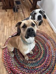 Found/Stray Male Dog last seen E Miracle Heights Drive, Shelton, WA 98584