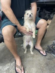 Found/Stray Female Dog last seen La Cresta & Westeardho, Crest, CA 92021