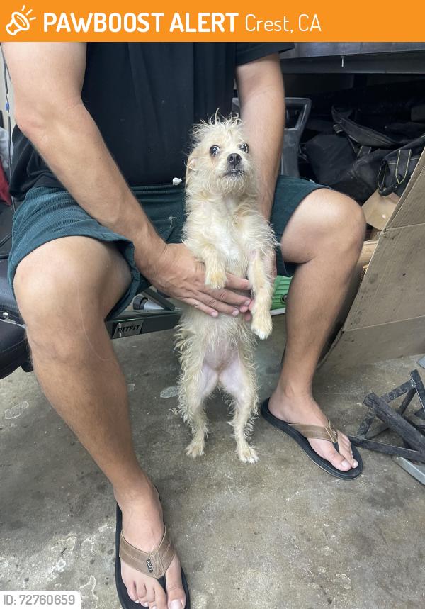 Found/Stray Female Dog last seen La Cresta & Westeardho, Crest, CA 92021