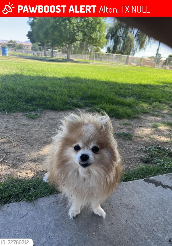 Lost Female Dog last seen Conway/Alton blvd , Alton, TX NULL